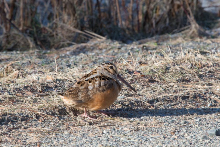 Photo of an American Woodcock, a bizarre looking woodland shorebird in the sandpiper family