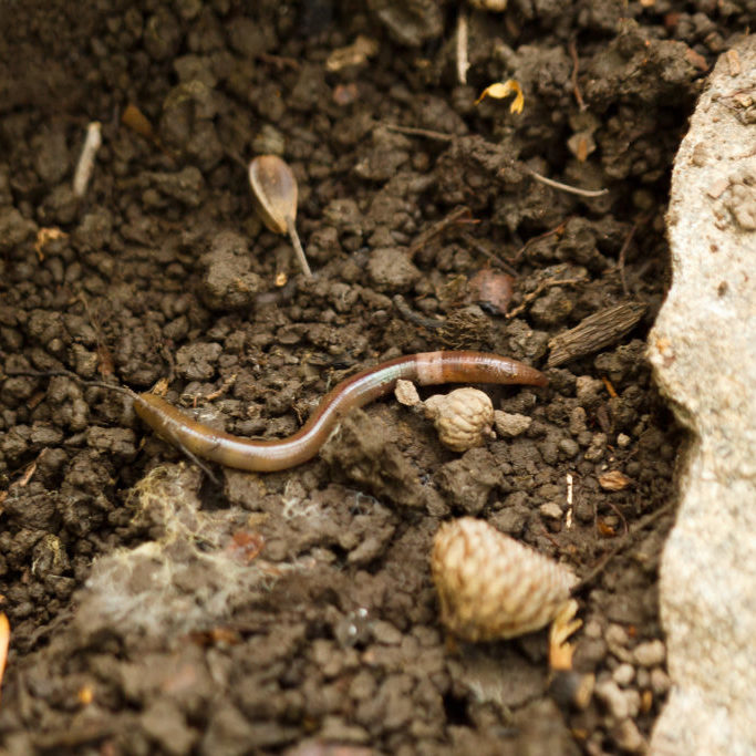 Jumping worms create soil that looks like coffee grounds. Copyright: Copyright 2011 Tom Potterfield. Some rights reserved.
Image credit: 