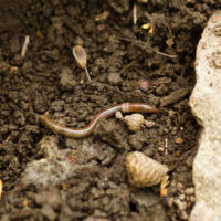 Jumping worms create soil that looks like coffee grounds. Copyright: Copyright 2011 Tom Potterfield. Some rights reserved.
Image credit: 