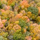 The orange of sugar maples stands out in this fall aerial photo of the woods.