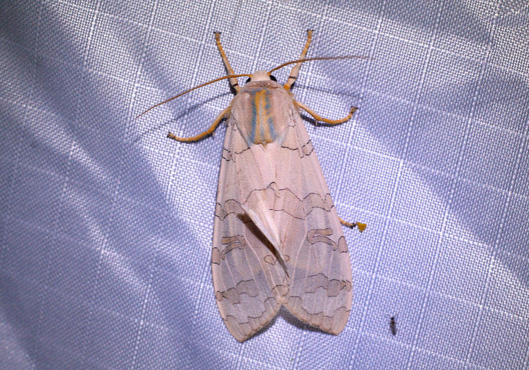 Banded or Sycamore Tussock Moth Halysidota tessellaris or harisii