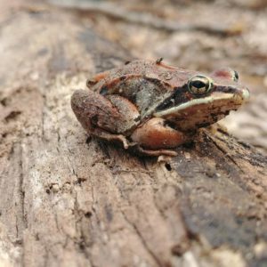 Wood Frog near ephemeral pond