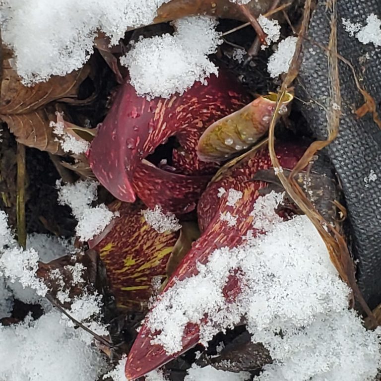skunk cabbage in snow Diane Lembck photographer